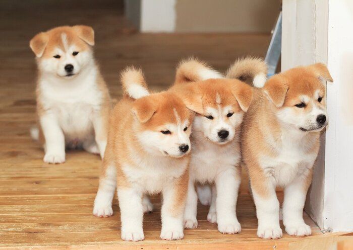 よくみる症例シリーズ 中・小型犬 パピーの疾患1（単行本） Amazon.co.jp: よくみる症例シリーズ 中・小型犬 シニアの疾患1