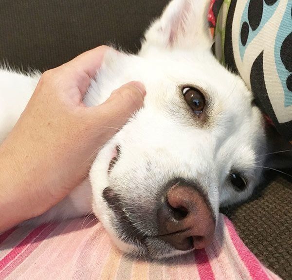 元保護犬・ルルちゃん