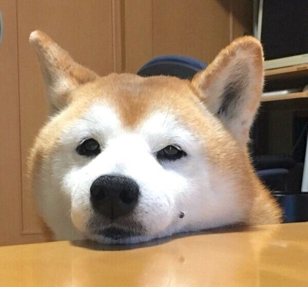 あご乗せするロペさん