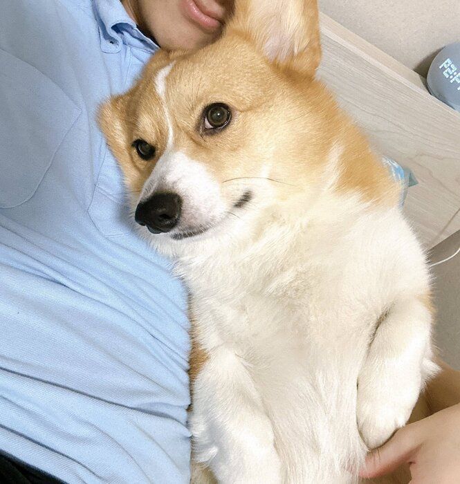 飼い主さんにくっつく柊くん