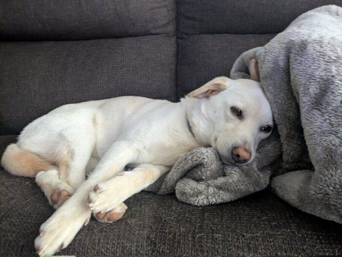 毛布を枕にして寝転がるヒノくん