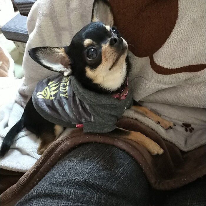 ママさんを見上げるチワワのこももちゃん