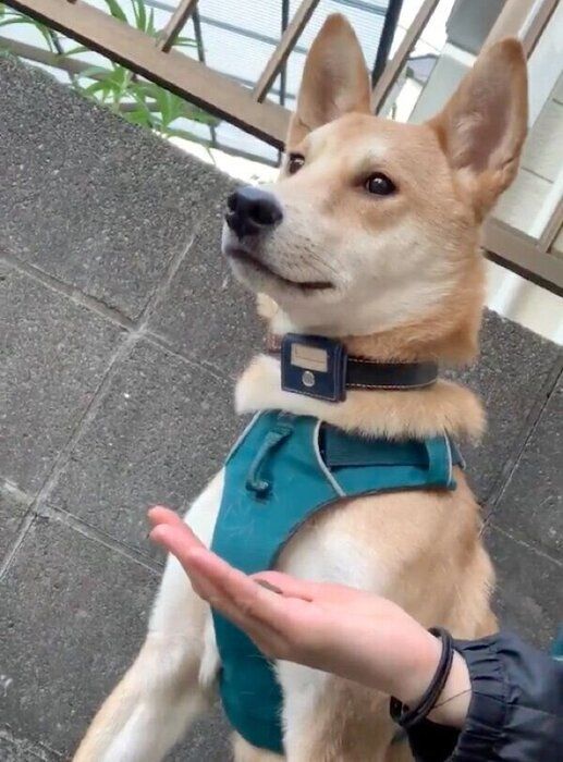 玄関前で、外に慣れる練習をするチャイくん