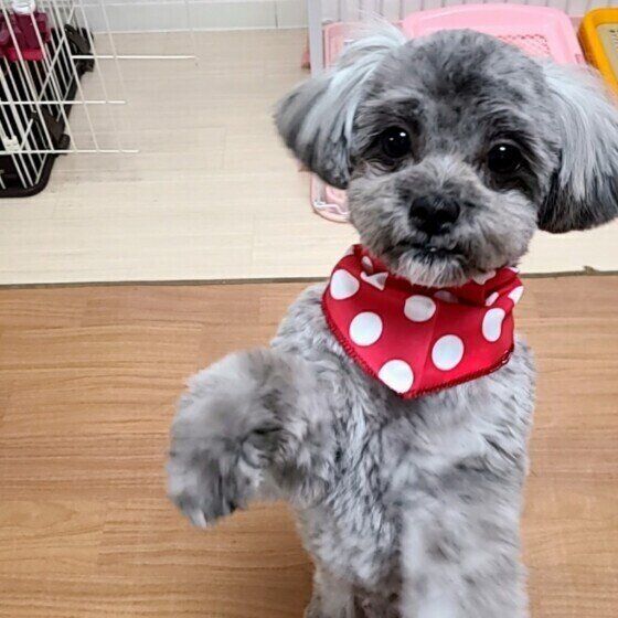 見つめるMix犬