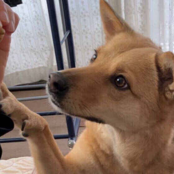 ����Ĥ��ߤ����ư��򤫤���ߥå���