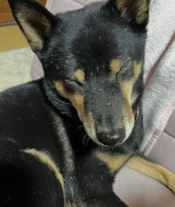 ウトウトしている柴犬