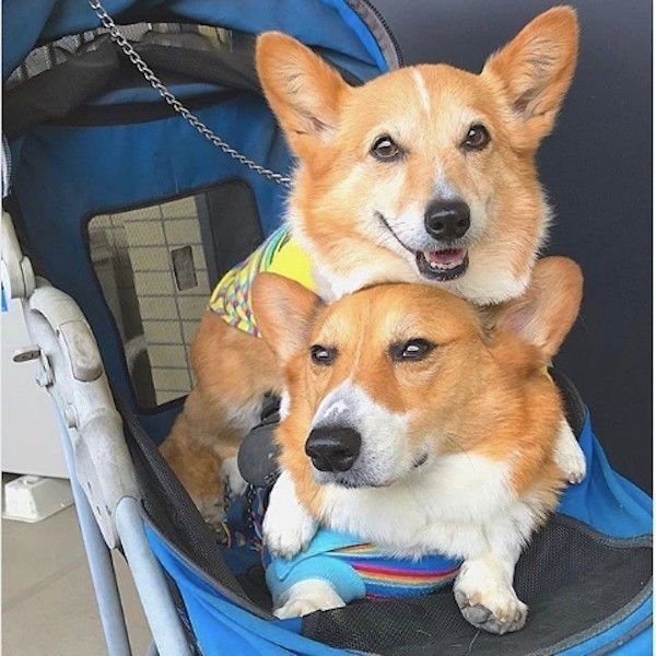 コーギーズ