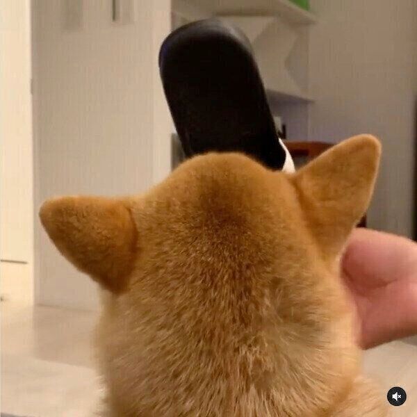 靴を咥える味噌ちゃん