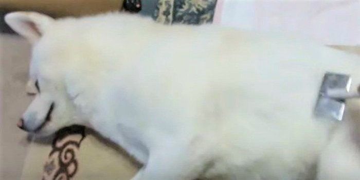 秋田犬ゆうき