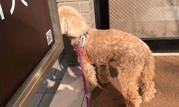 怯えるトイ・プードル