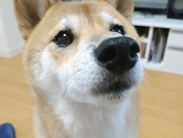 見つめるなつさん