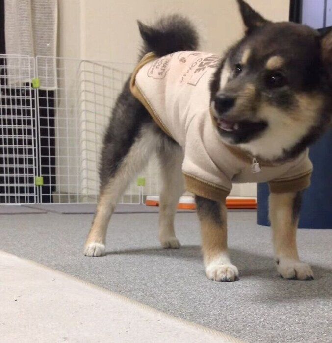 フセの練習をする吾子ちゃん