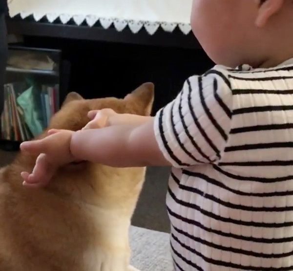 急に名前を呼ばれてビックリする柴犬