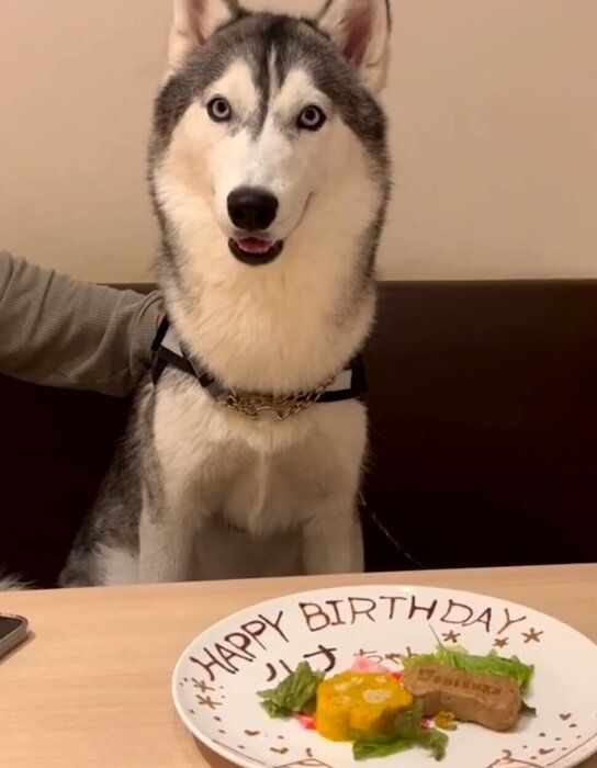 �������򤪽ˤ�����륷�٥ꥢ�󡦥ϥ�����