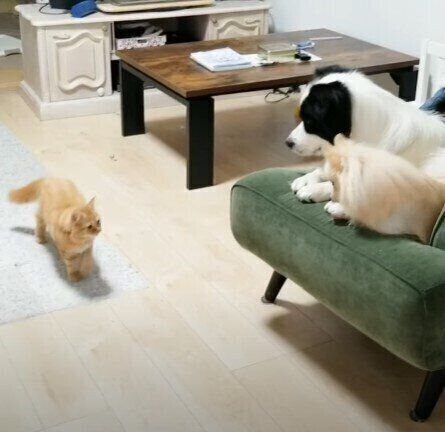 こう「見つめる先に…トイプードル」「こちらを向いて…白キジ猫」 maxresdefault.jpg