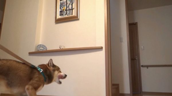 歩く柴犬