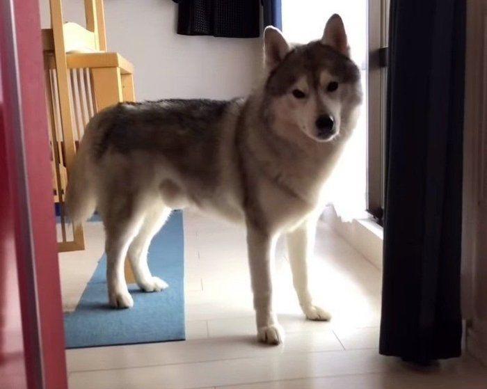 立ってる犬