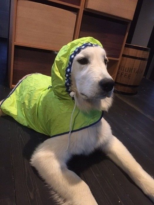 ゴンちゃん