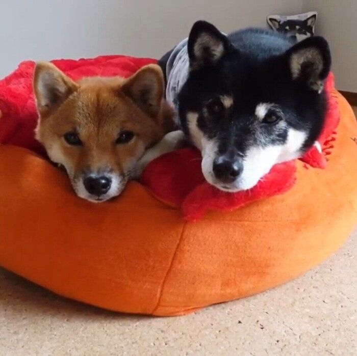 同じベッドに入ったみくちゃんとりなちゃん
