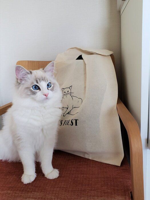 ねこバージョンも超可愛い!