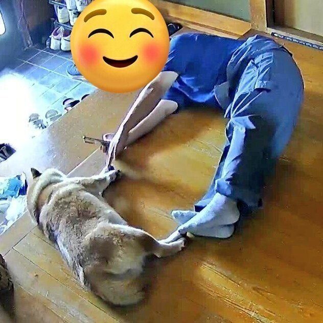 床に寝転がりたわむれ“ハート”を作る柴犬とパパ→2年後も変わらぬ仲よしな関係にほっこり！