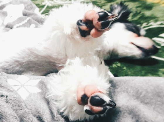 眠る犬