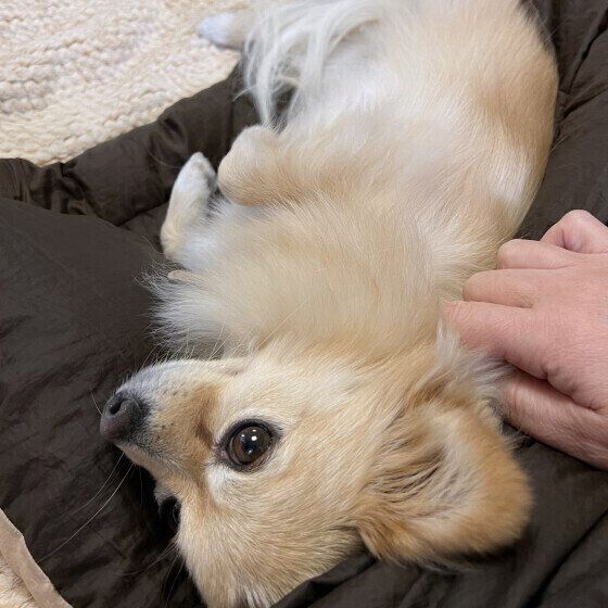 なでなで待ちの小型Mix犬