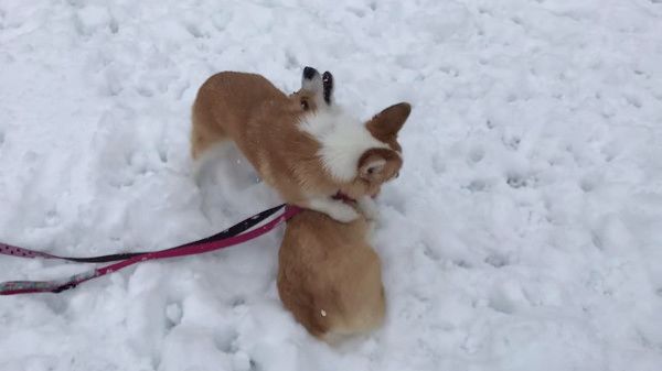 雪あそび