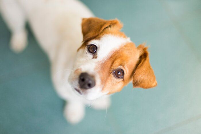 見上げる小型犬