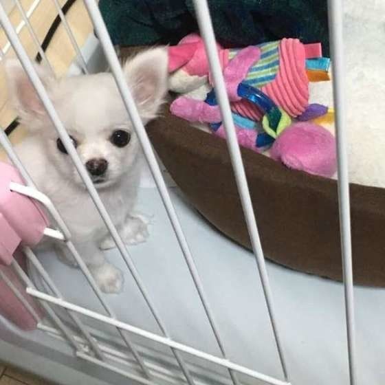 すみっこが好き うどんちゃん