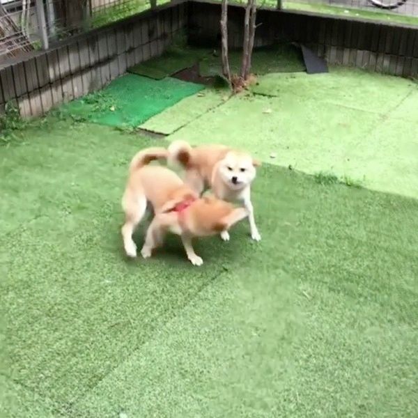 遊ぶ柴犬