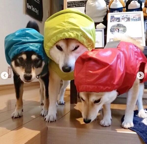 カッパを着せられフリーズする柴犬3姉妹