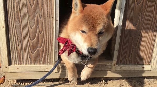 カメラを向けられる犬