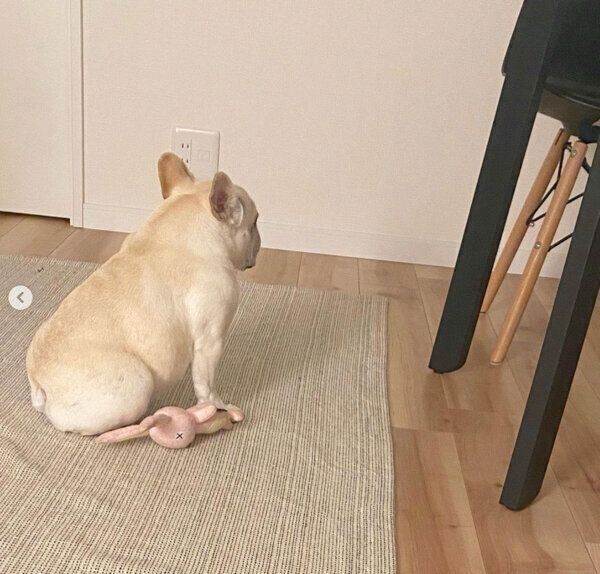 なにかを見つめるひまわりちゃん