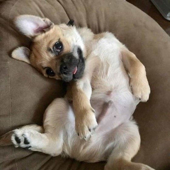 見つめる犬