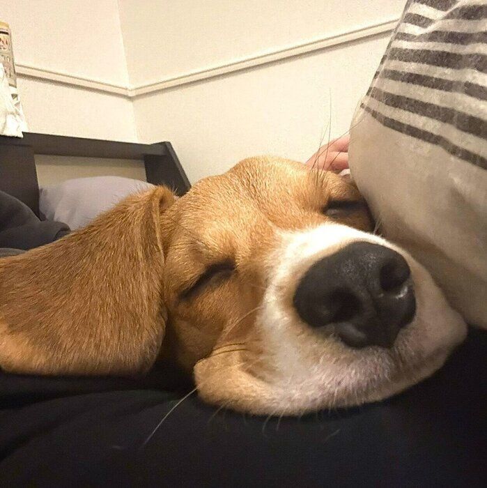 可愛い寝顔を見せるぽぴいくん