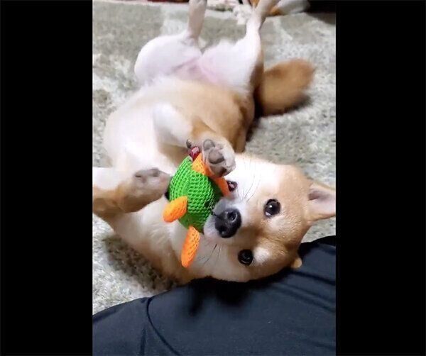 ボールで遊ぶなつちゃん