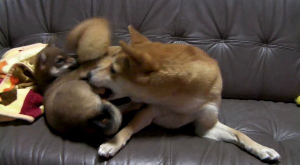 ケンカする犬