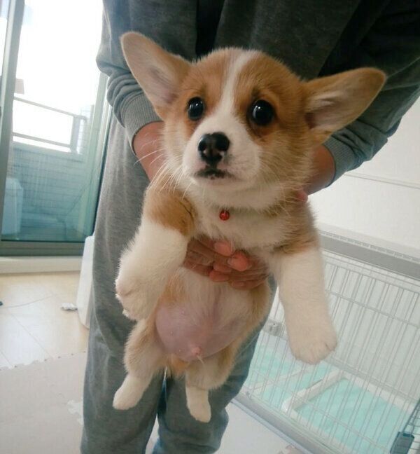 おなかぽんぽこりん」なコーギー子犬 お迎え当時に撮った