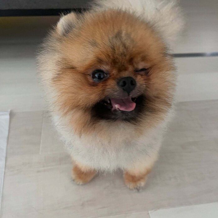 “ウインク”のような表情になったぶぶ丸くん