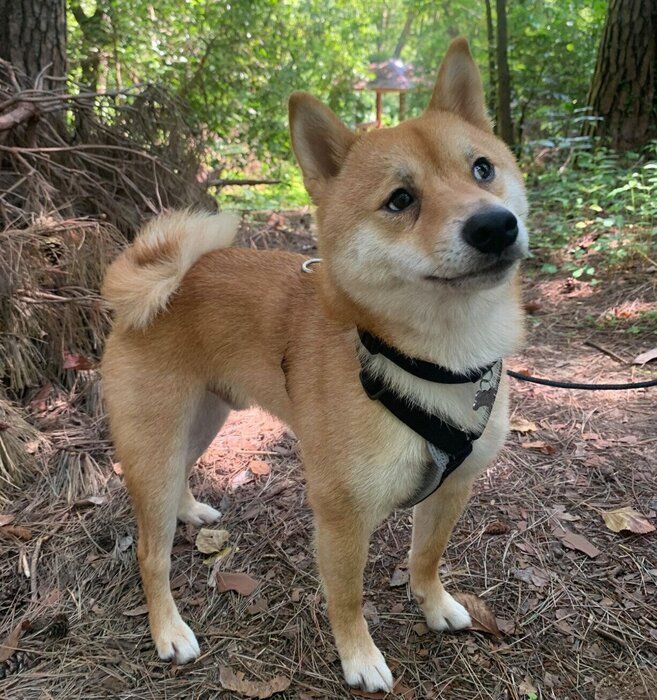 可愛い表情をするろくくん