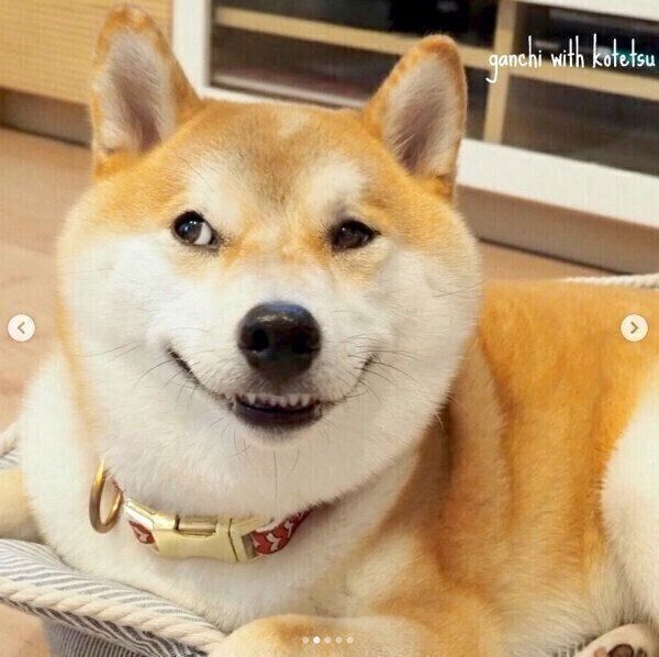 不敵な笑みを浮かべるこてつくん