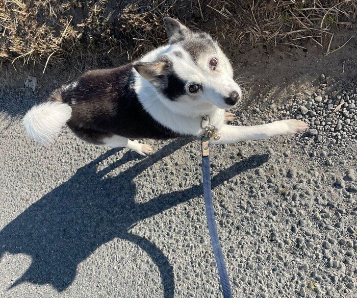 散歩を楽しむこぶしちゃん