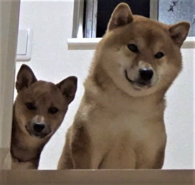 ゴハンを待つ柴犬たち