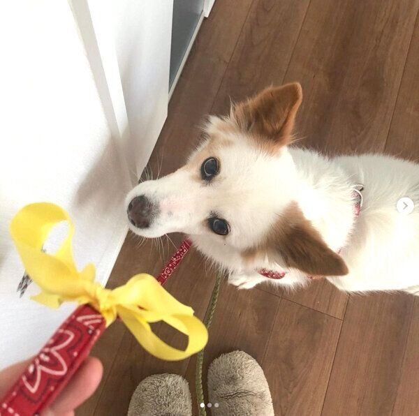 早くお散歩に行きたいまるこちゃん