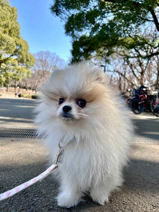 お散歩練習中のまりもちゃん「怖がらずに歩いてくれるけど、まだ散歩の楽しさはわかってない感じ」と飼い主さん