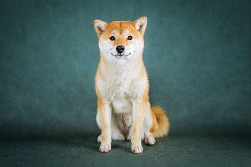 柴