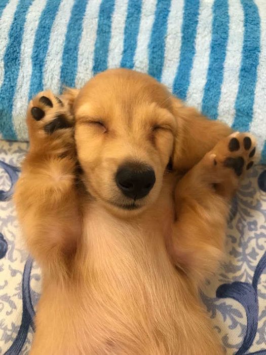 眠るカニーンヘン・ダックスフンド