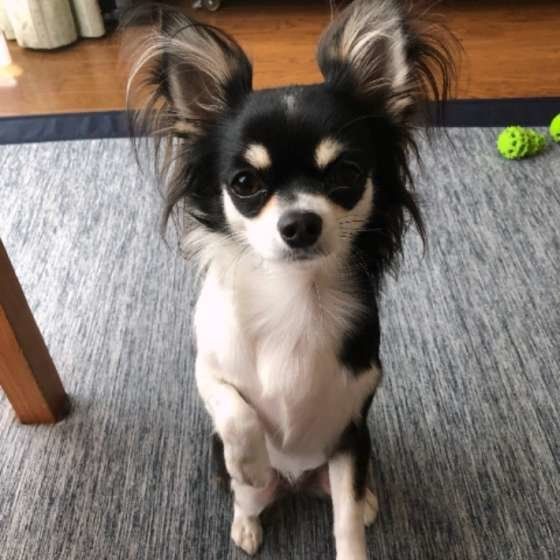 チワワ