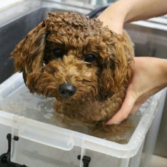 シャンプー